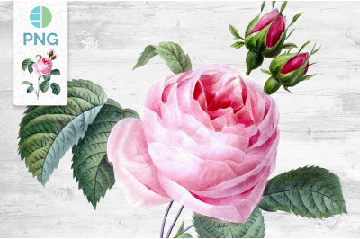 Rose Pink Flower Clipart