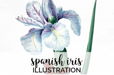 Iris Clipart Flower