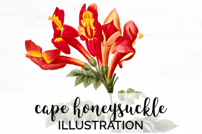 Honeysuckle  Flowers Clipart