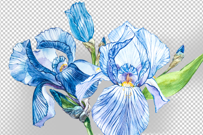 Iris watercolor illustration