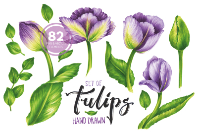 Vector Set Of Violet Tulips