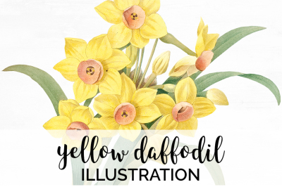 Daffodil Yellow Flowers Clipart