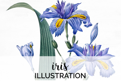 Iris Clipart Flower