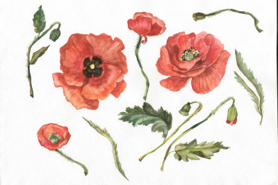 Wildflower red poppy PNG watercolor set