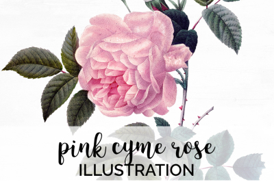 Rose Pink Flower Clipart Vintage