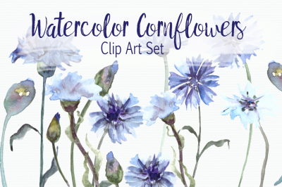 Watercolor Cornflower Clip Art Set