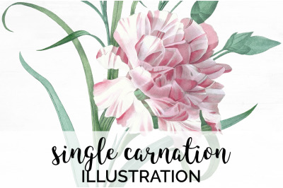 Carnation Clipart Flower