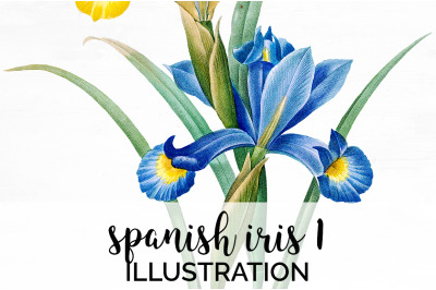 Iris Clipart Flower