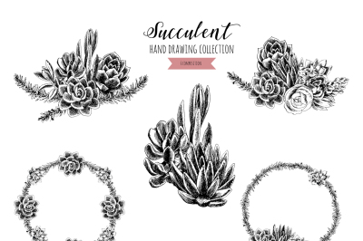 Succulents hand-drawn collection