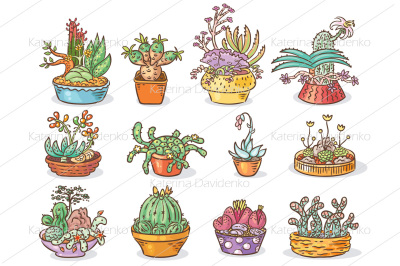 Set of succulent compositions in containers