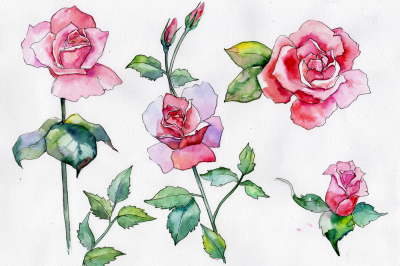 Wildflower pink rose PNG watercolor set