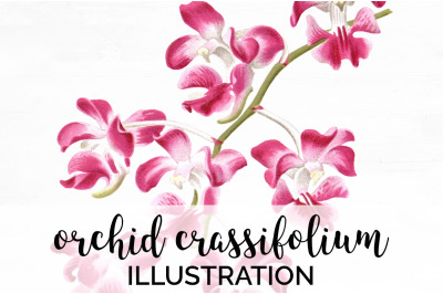 Orchid Clipart