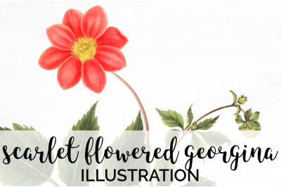 Red Flower Clipart