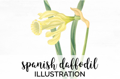 Daffodil Clipart