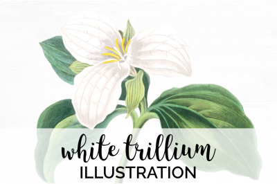 White Flower Clipart