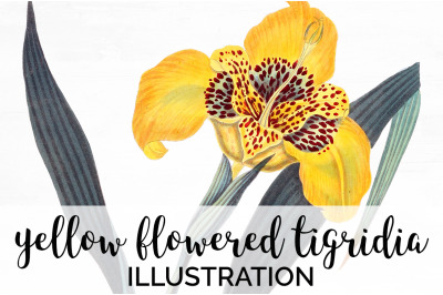 Yellow Flower Clipart