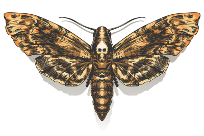 Death's Head Hawkmoth