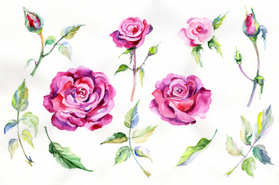 Wildflower pink rosa PNG watercolor set