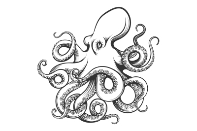 Octopus Drawn in Engraving Style