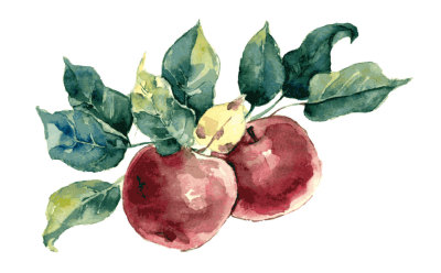 apples watercolor