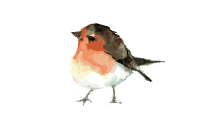 robin watercolor