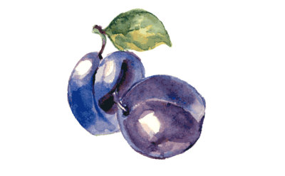 plums watercolor 