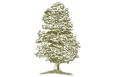 Woodcut Juniper Tree