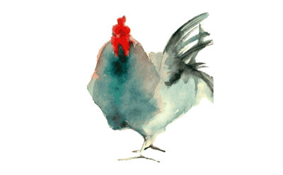 a hen watercolor