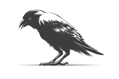 Hand Drawn Crow Illustration