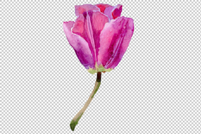 Red and purple tulip flowers watercolor PNG