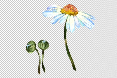 White daisy PNG watercolor flower set