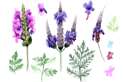 Violet lavender PNG watercolor set