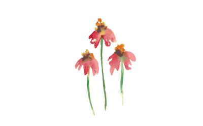 three flowers watercolor