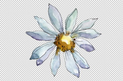 White daisy PNG watercolor flower set