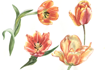 Tulips red flowers PNG watercolor set