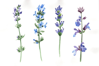 Purple lavender watercolor PNG set