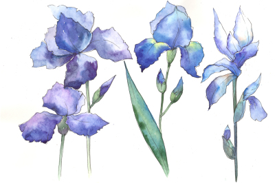 Watercolor blue irises flowers PNG set