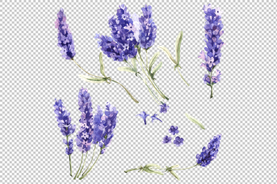 Watercolor beautiful lavender PNG set