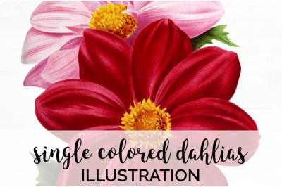 Dahlia Flowers Clipart