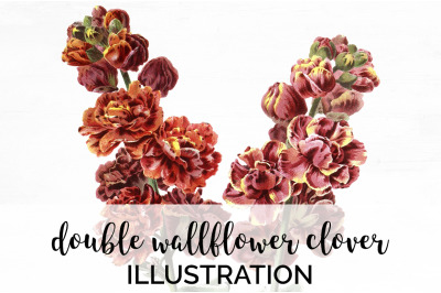 Flower Wallflower Clipart