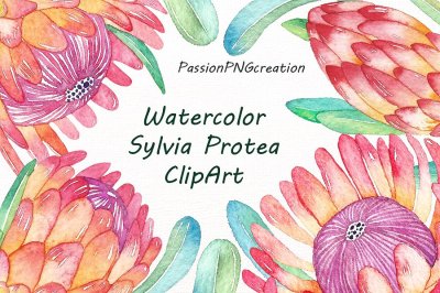 Watercolor Sylvia Protea Clipart