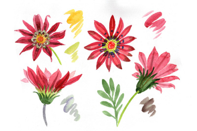 Flower red gazania PNG watercolor set