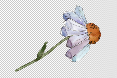 Gentle chamomile PNG watercolor set