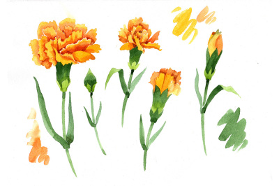 Yellow Dianthus PNG watercolor flower set