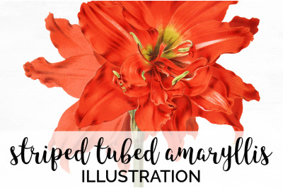 Amaryllis Clipart