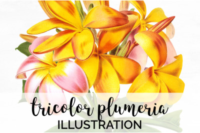 Plumeria Clipart