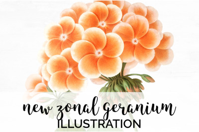 Geranium Clipart