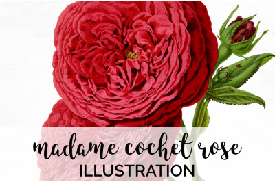 Red Rose Clipart