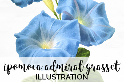 Blue Flower Clipart