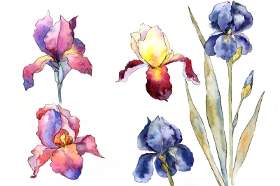 Purple and yellow irises flowers watercolor PNG set